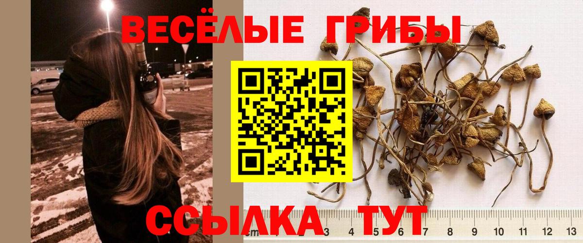 Псилоцибиновые грибы мицелий  Галлюциногенные грибы Psilocybe  Верхний Уфалей 